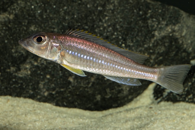 Reganochromis calliurus 'Kalalangabo'